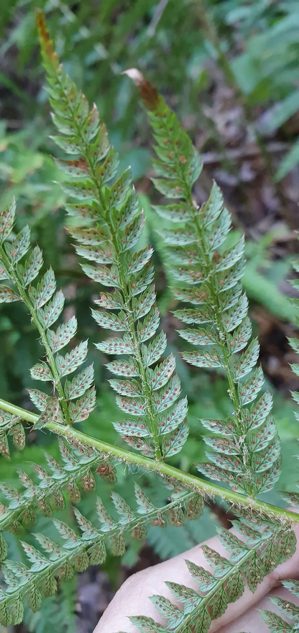 Alaska Fern (Polystichum Setiferum) — scientifically named Polystichum setiferum; enriching woodland gardens with its feathery texture, image 70