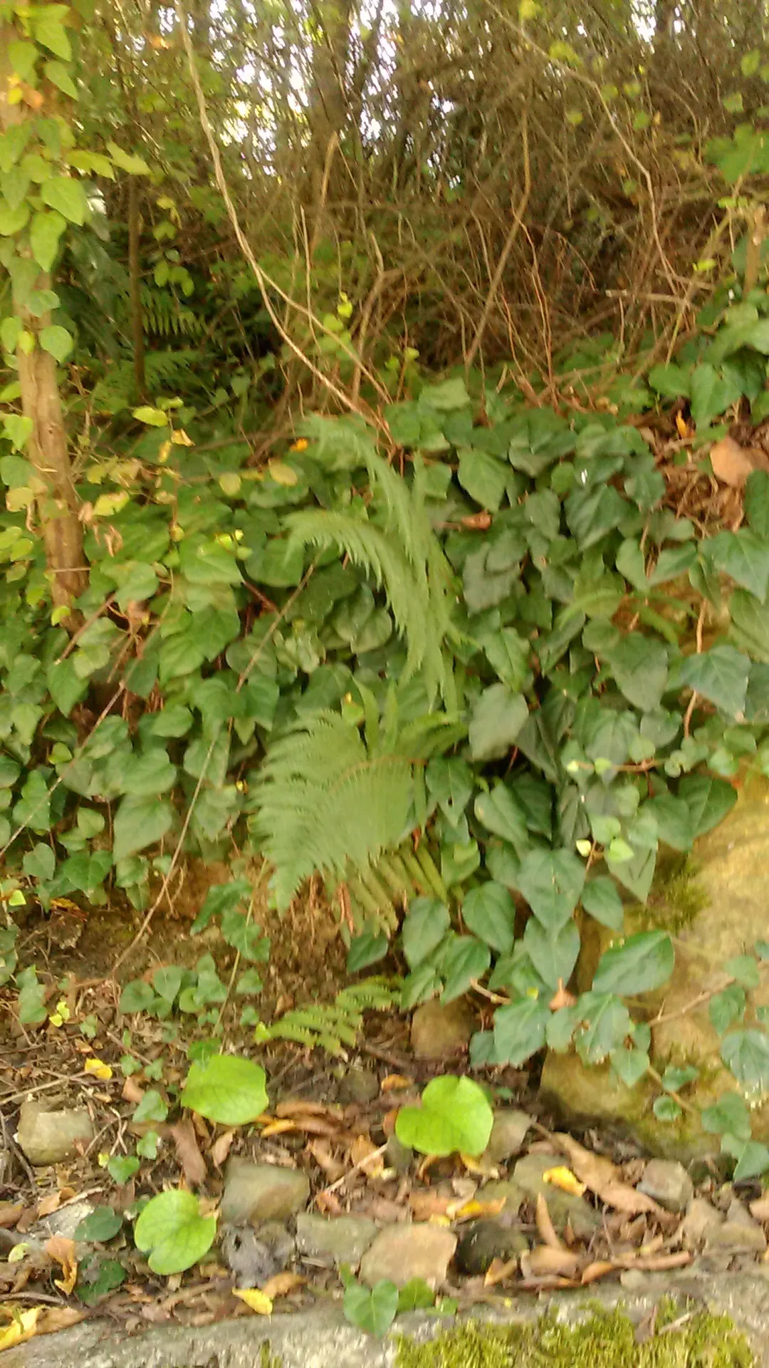 Alaska Fern (Polystichum Setiferum) — feathery fronds that provide textural contrast in garden landscapes; although it tolerates a range of soil, image 92