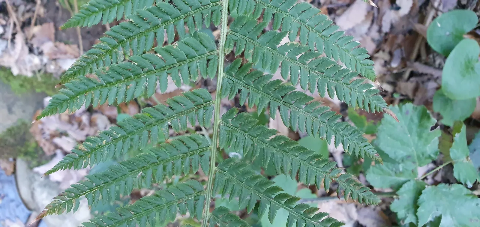 Alaska Fern (Polystichum Setiferum) — underplanting deciduous trees; although it tolerates a range of soil types