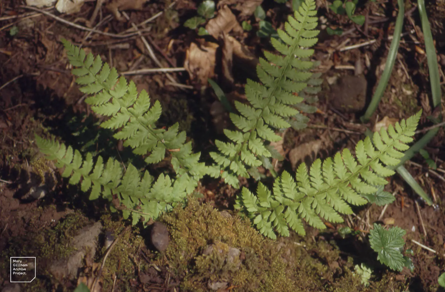 Alaska Fern (Polystichum Setiferum) — This species thrives in partial to full shade and prefers moist; the Alaska Fern is low maintenance