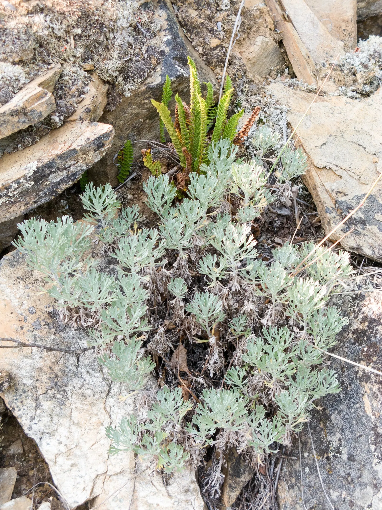 Alaska Fern (Polystichum Setiferum) — Ideal for a tranquil, green backdrop or as a graceful understory plant; the Alaska Fern is low maintenance, image 48