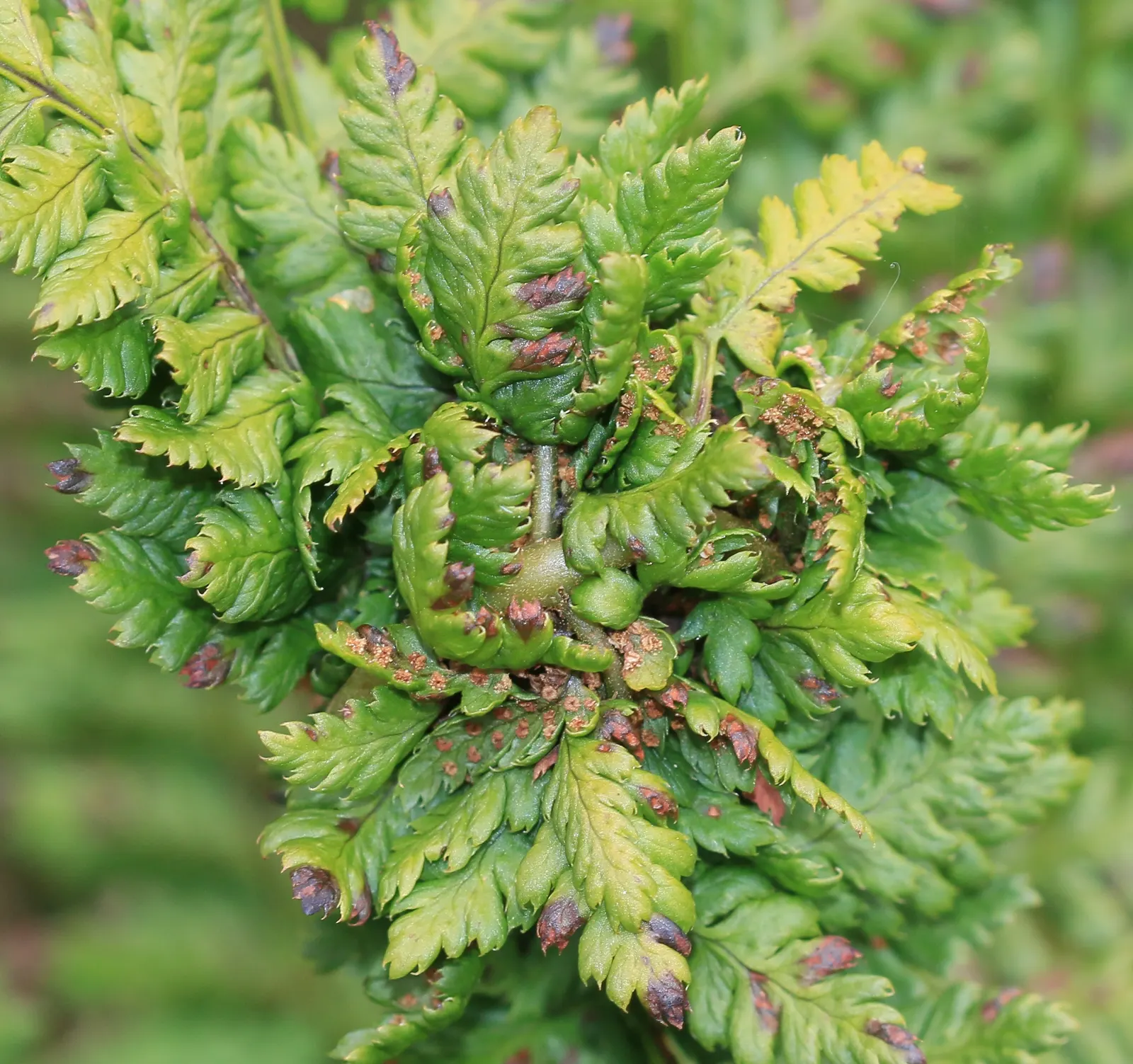 Alaska Fern (Polystichum Setiferum) — It is also resistant to most pests and diseases