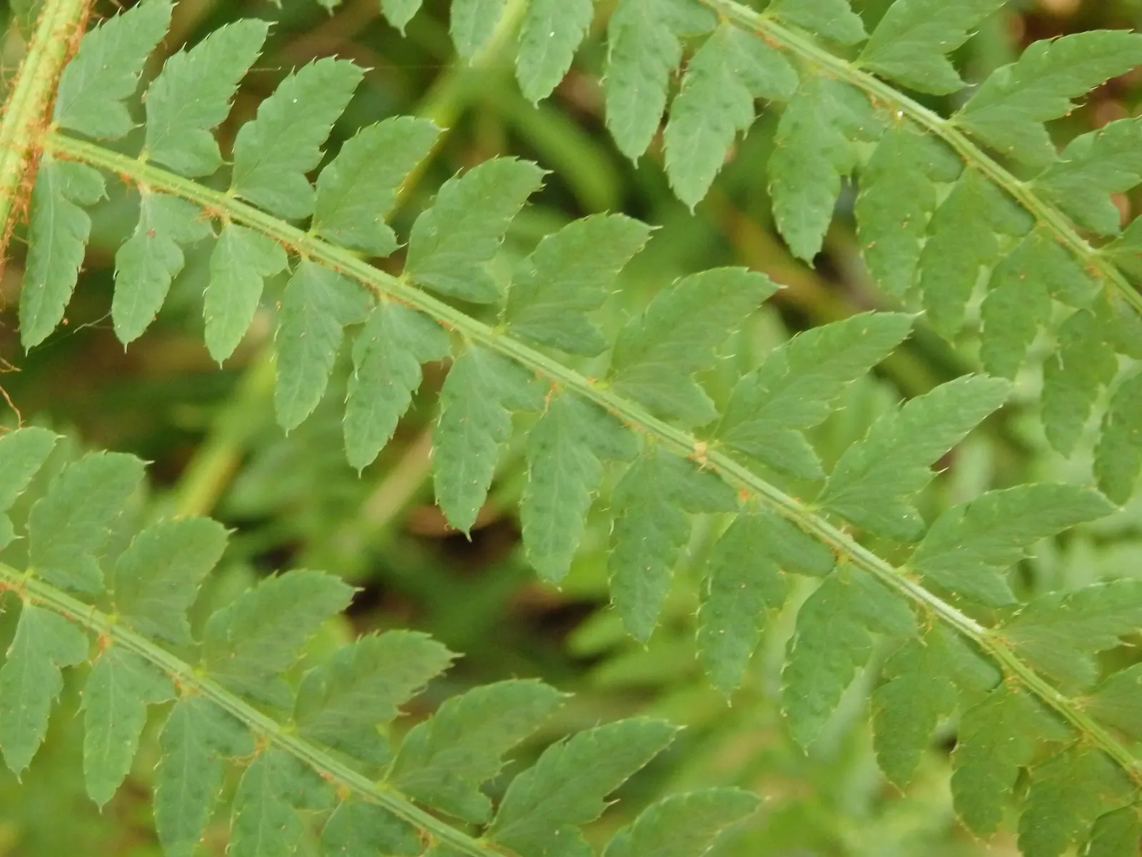 Alaska Fern (Polystichum Setiferum) — enriching woodland gardens with its feathery texture, image 88