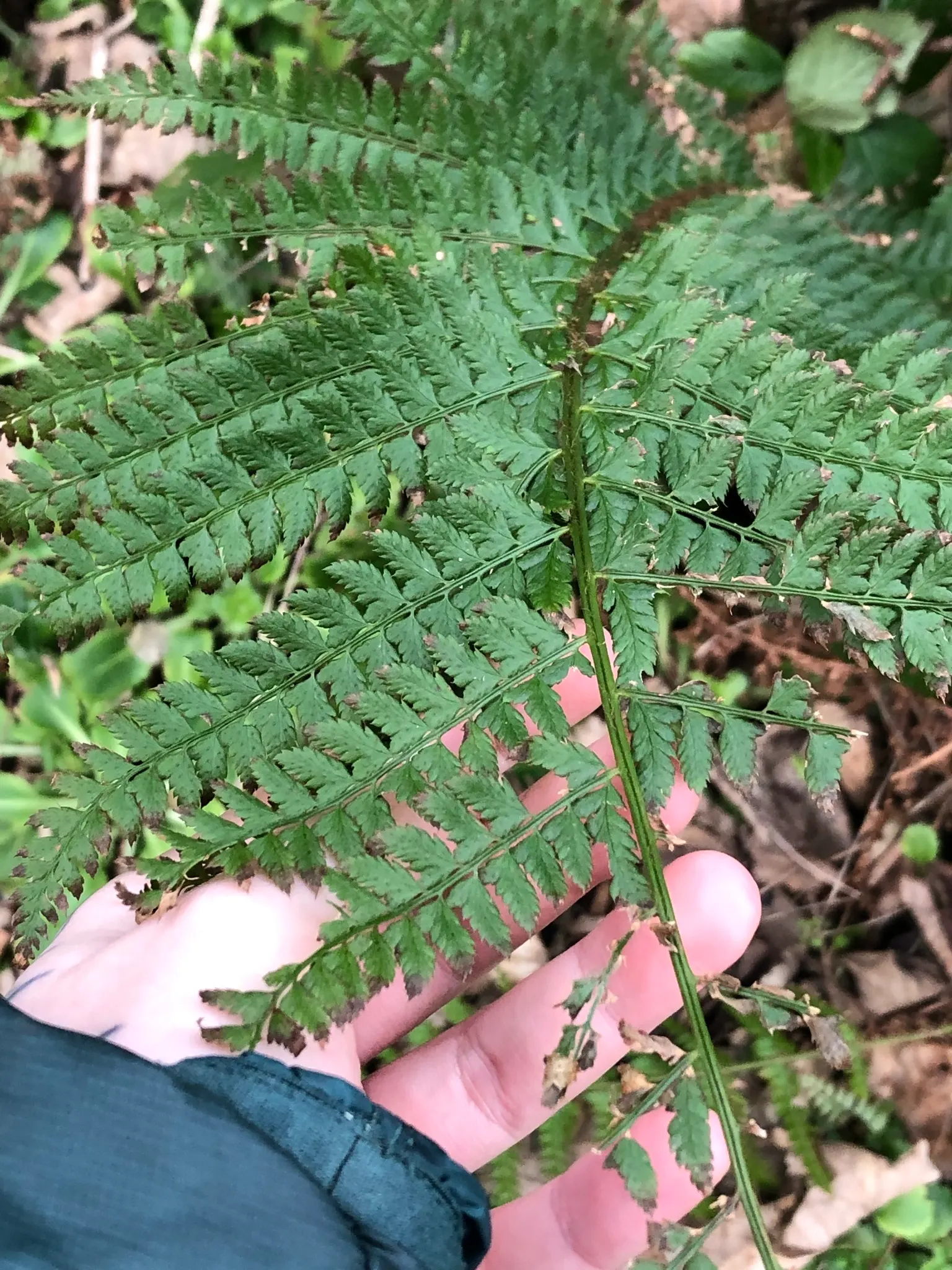 Alaska Fern (Polystichum Setiferum) — It is also resistant to most pests and diseases; although it tolerates a range of soil types, image 62