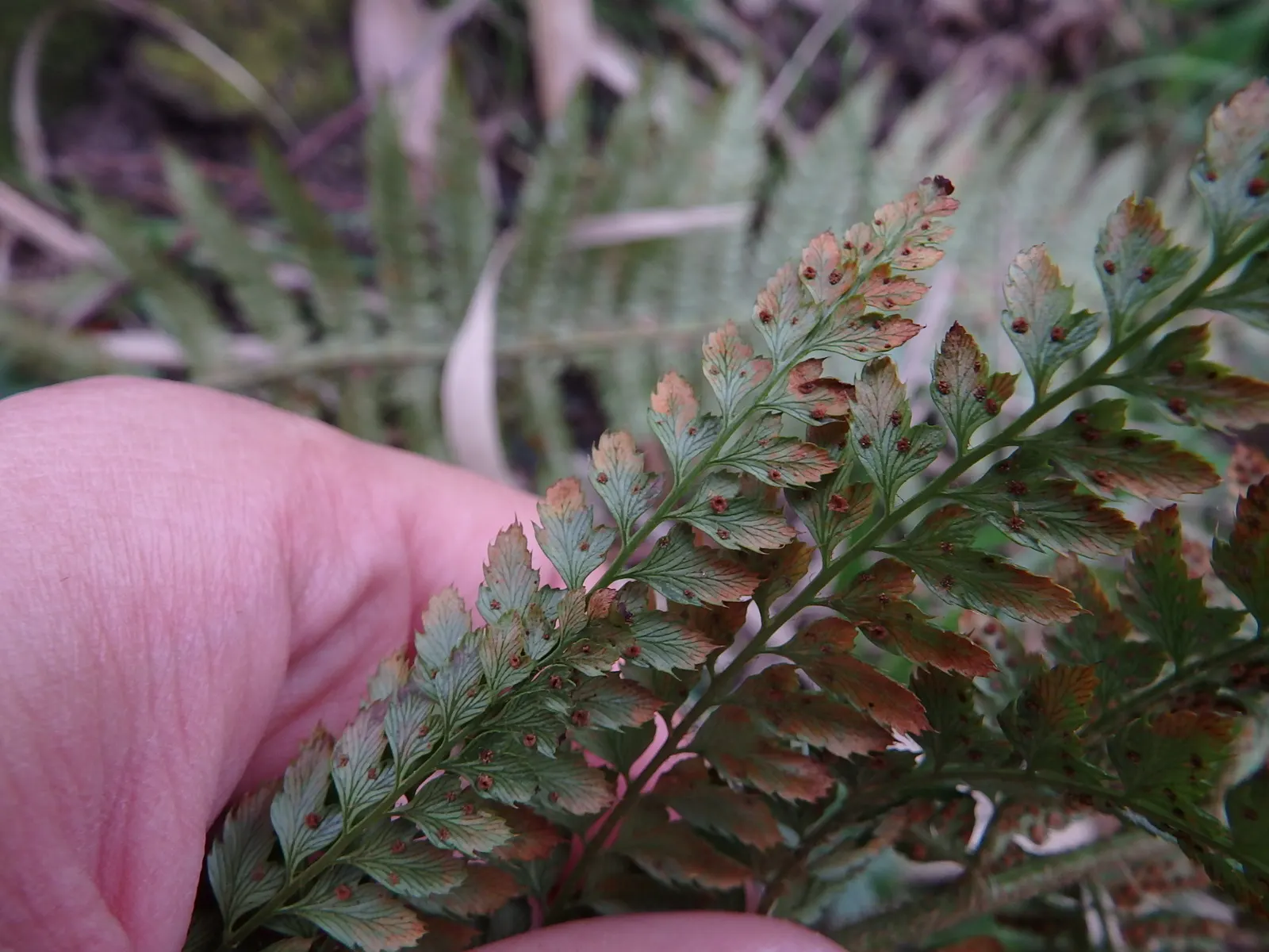 Alaska Fern (Polystichum Setiferum) — enriching woodland gardens with its feathery texture, image 25