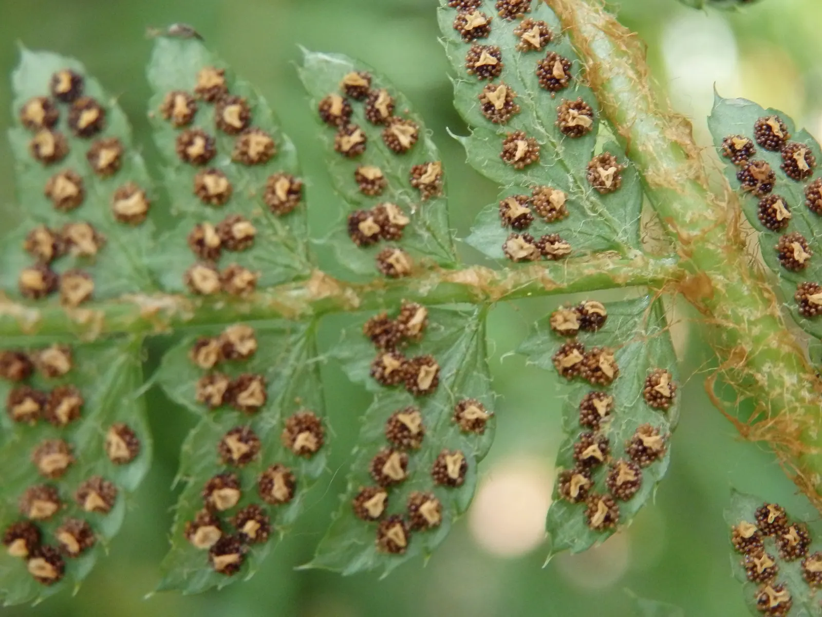 Alaska Fern (Polystichum Setiferum) — This species thrives in partial to full shade and prefers moist; the Alaska Fern is low maintenance, image 87