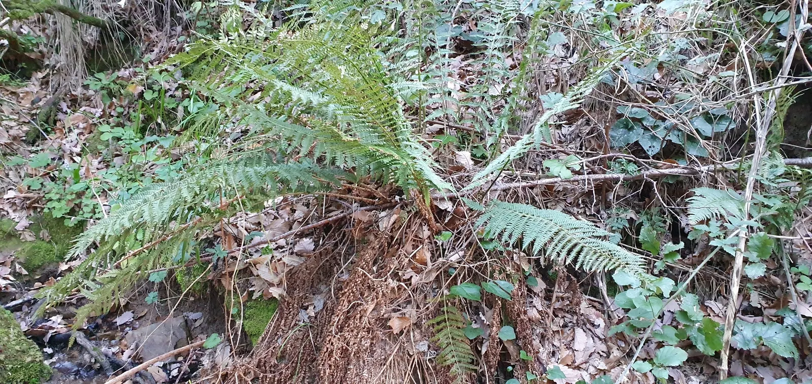 Alaska Fern (Polystichum Setiferum) — finely divided fronds that extend up to 2-3 feet long; although it tolerates a range of soil types, image 65