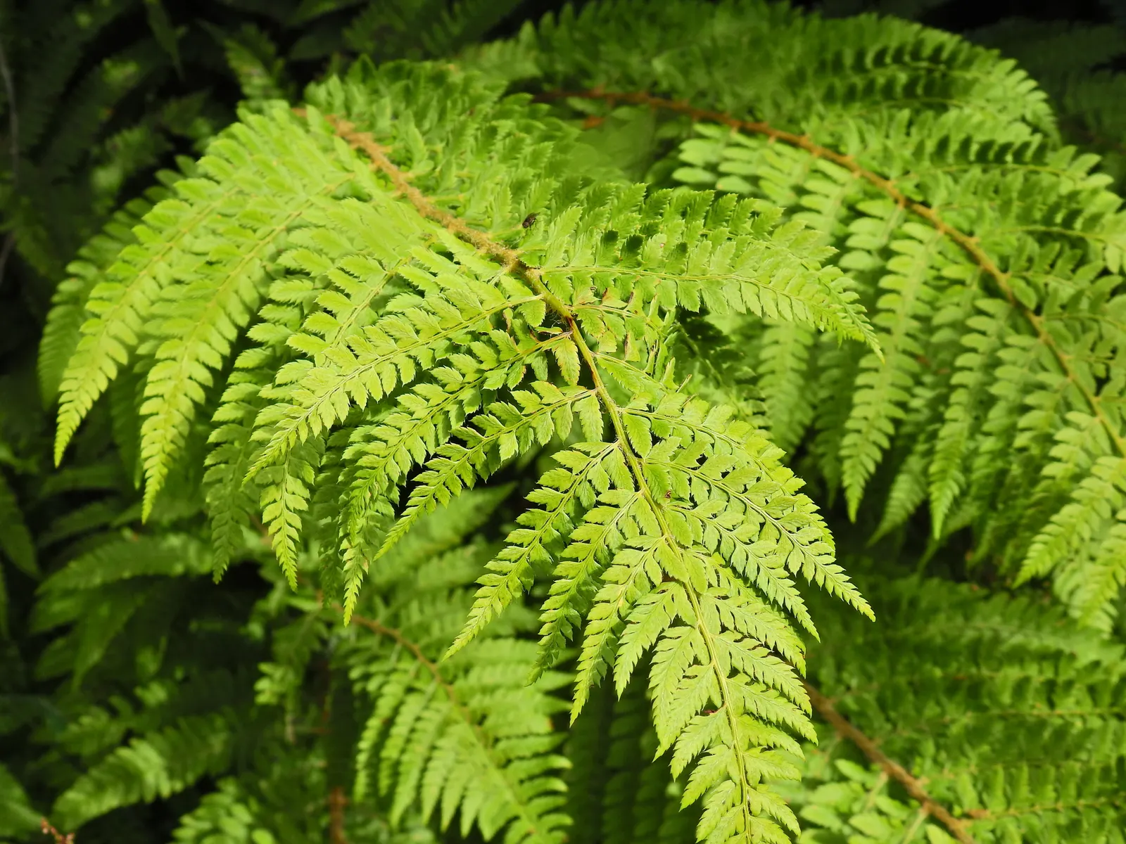 Alaska Fern (Polystichum Setiferum) — Hardy in zones 5-8, it's a robust addition providing year-round interest; although it tolerates a range of, image 68