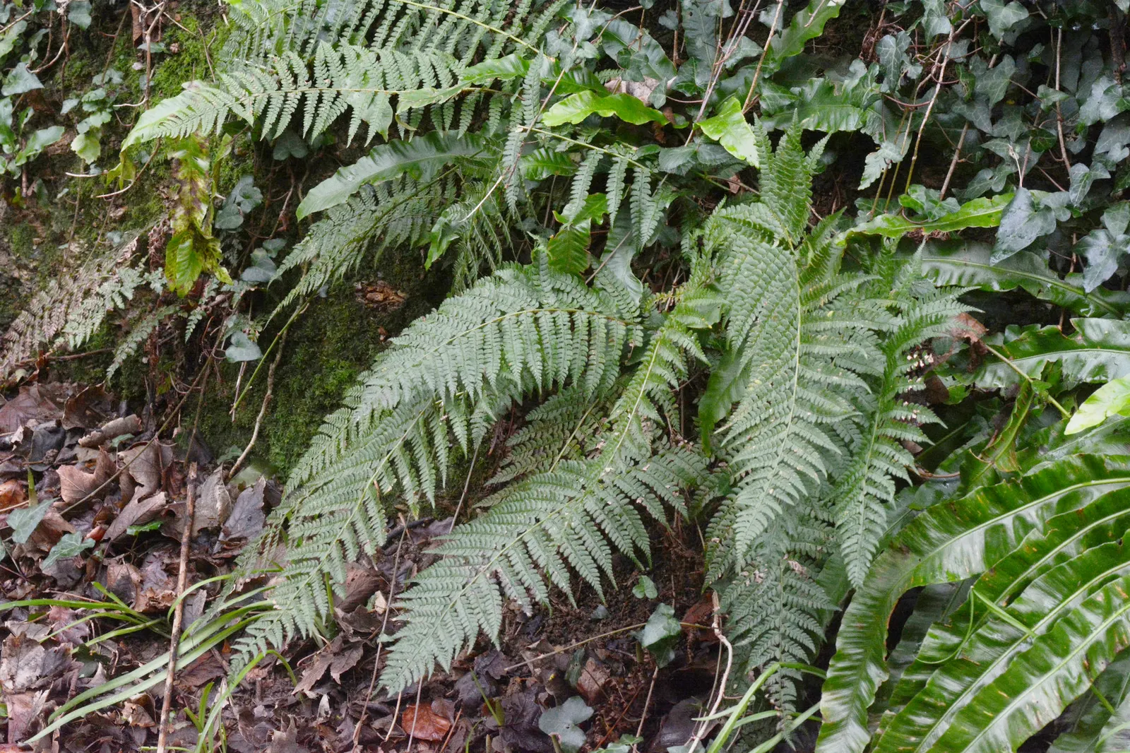 Alaska Fern (Polystichum Setiferum) — the Alaska Fern is low maintenance, image 81