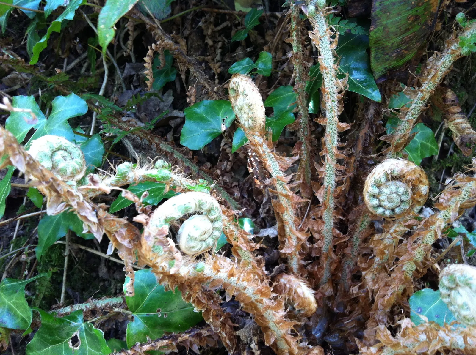 Alaska Fern (Polystichum Setiferum) — Although it tolerates a range of soil types, image 95