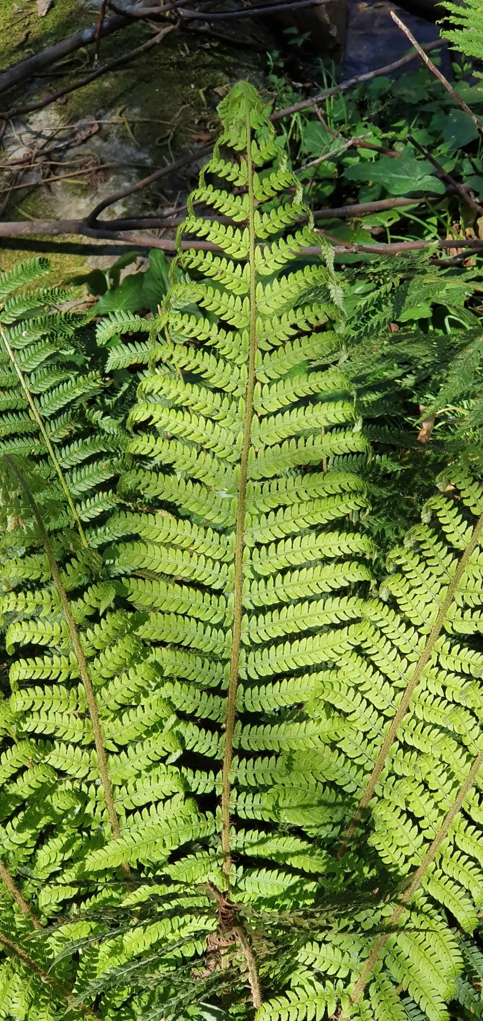 Alaska Fern (Polystichum Setiferum) — is a perennial fern recognizable by its lacy; enriching woodland gardens with its feathery texture, image 85