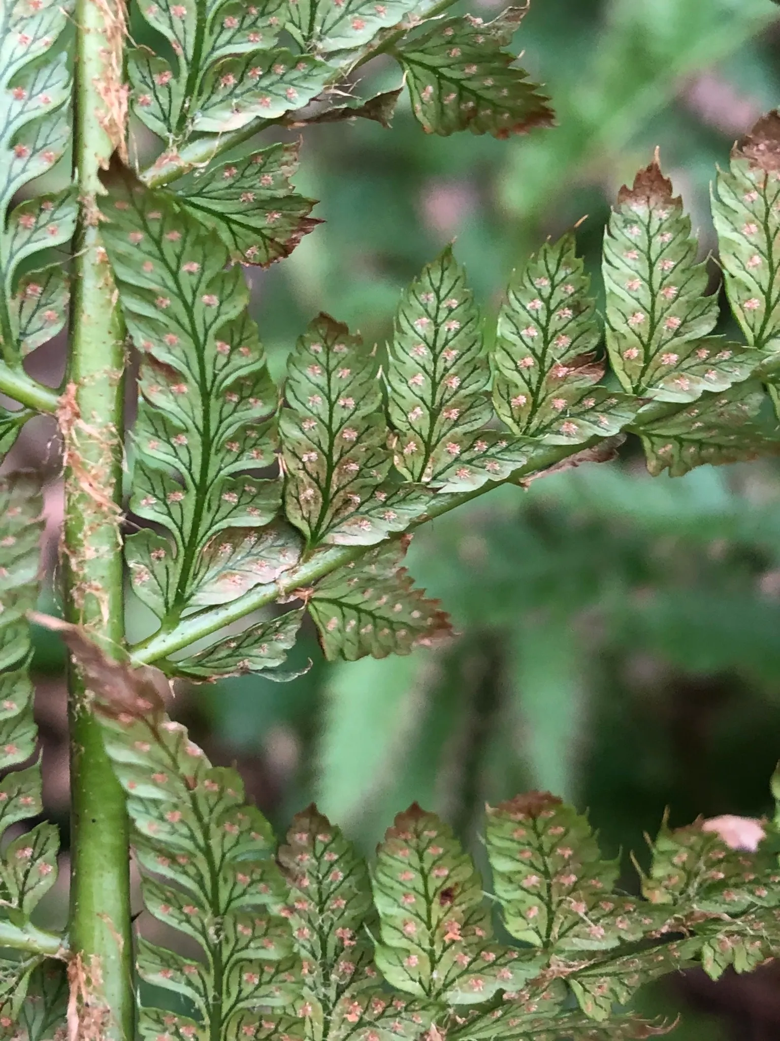 Alaska Fern (Polystichum Setiferum) — is a perennial fern recognizable by its lacy; enriching woodland gardens with its feathery texture, image 64