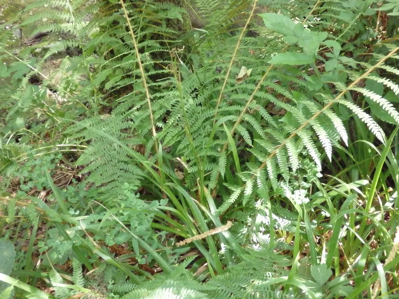 Alaska Fern (Polystichum Setiferum) — scientifically named Polystichum setiferum; enriching woodland gardens with its feathery texture, image 91