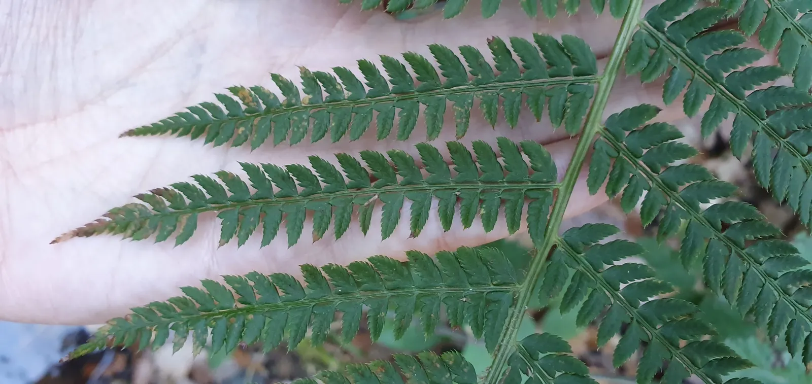 Alaska Fern (Polystichum Setiferum) — underplanting deciduous trees; although it tolerates a range of soil types, image 77