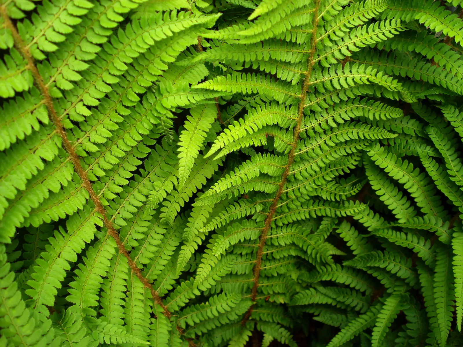 Alaska Fern (Polystichum Setiferum) — Ideal for a tranquil, green backdrop or as a graceful understory plant; the Alaska Fern is low maintenance, image 90