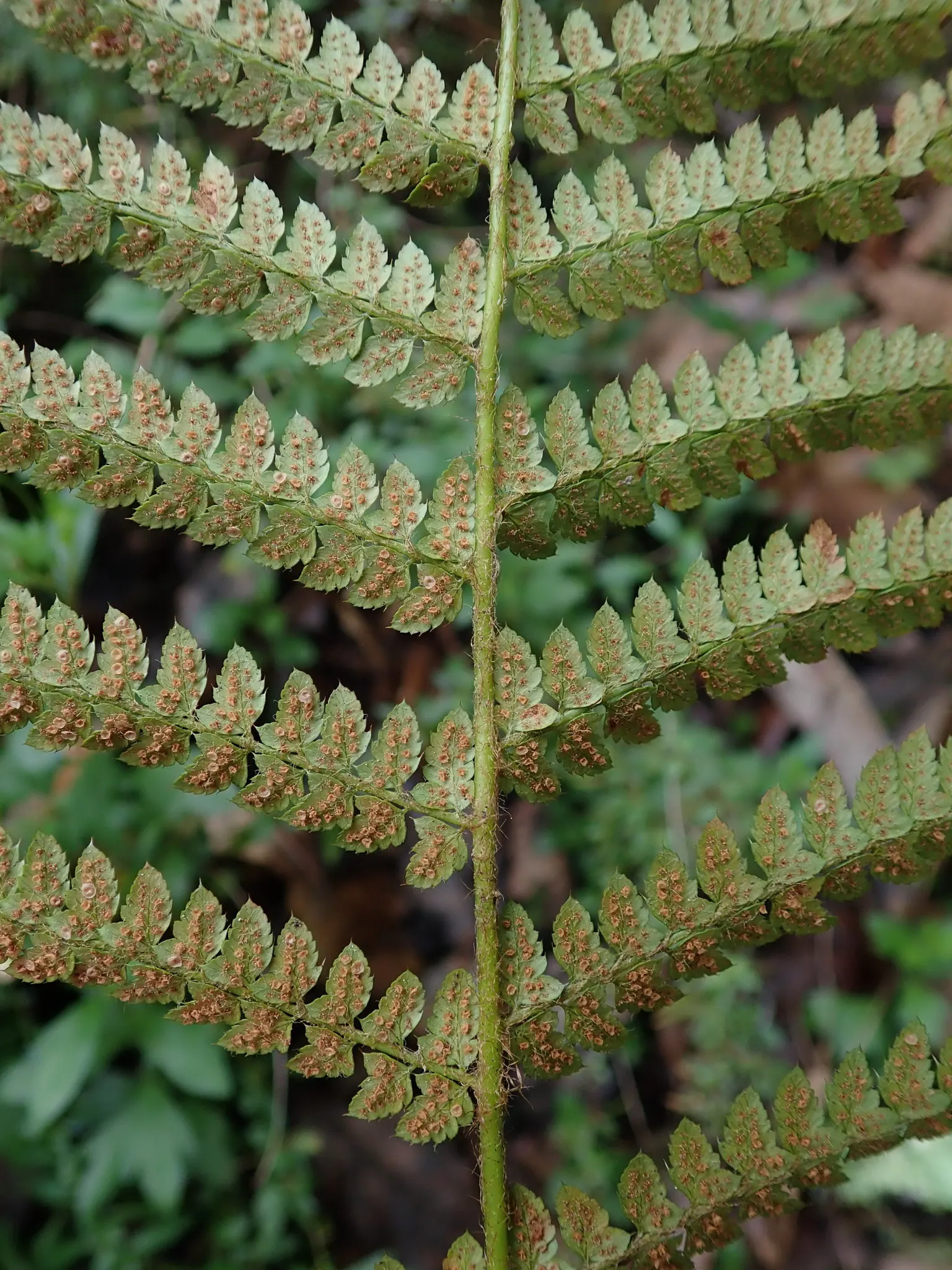 Alaska Fern (Polystichum Setiferum) — finely divided fronds that extend up to 2-3 feet long; although it tolerates a range of soil types, image 86