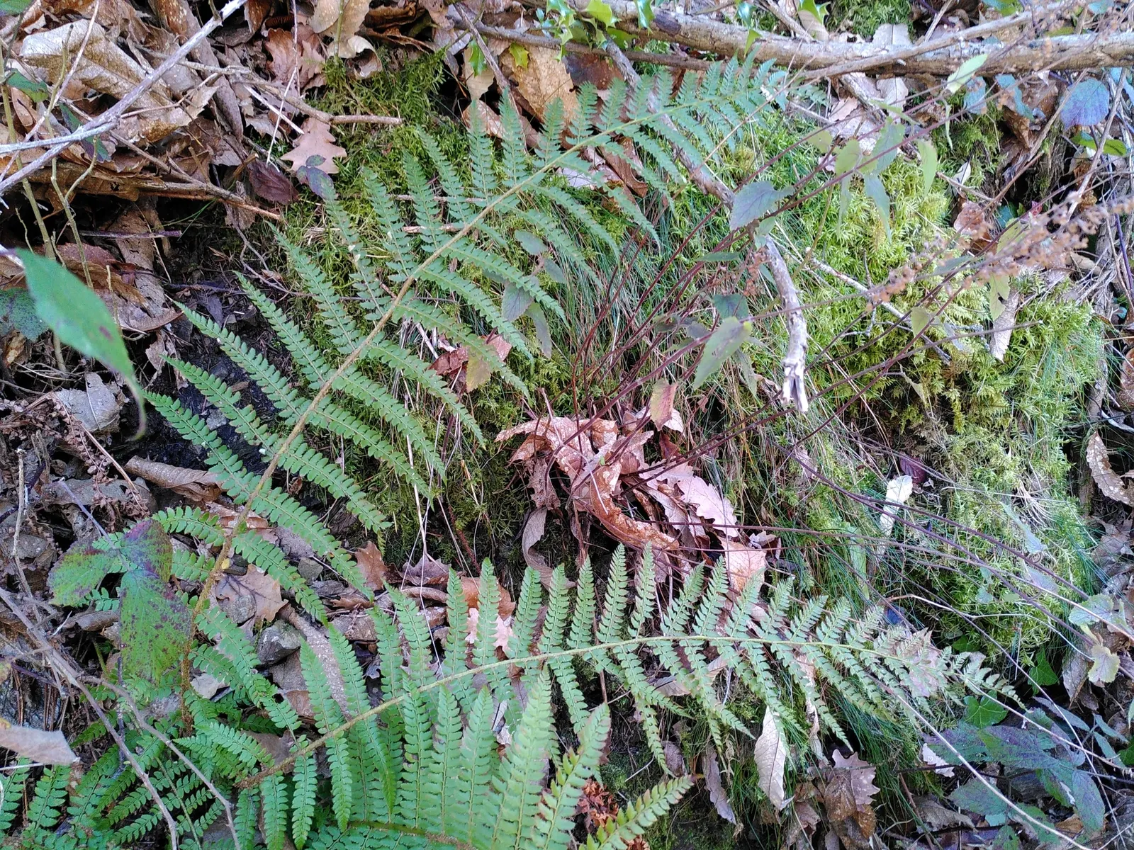 Alaska Fern (Polystichum Setiferum) — well-drained soil enriched with organic matter; enriching woodland gardens with its feathery texture, image 52