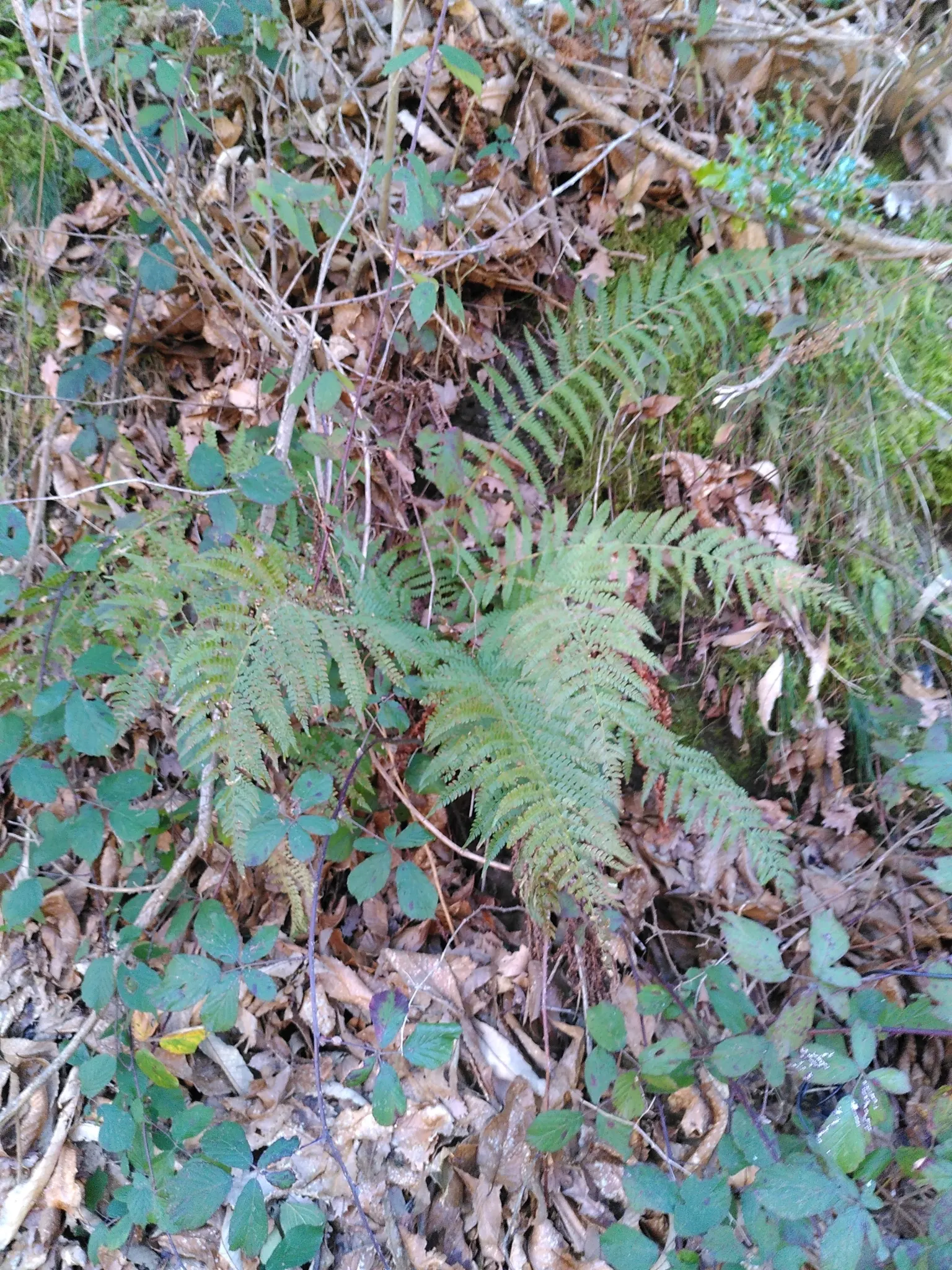 Alaska Fern (Polystichum Setiferum) — Although it tolerates a range of soil types, image 53