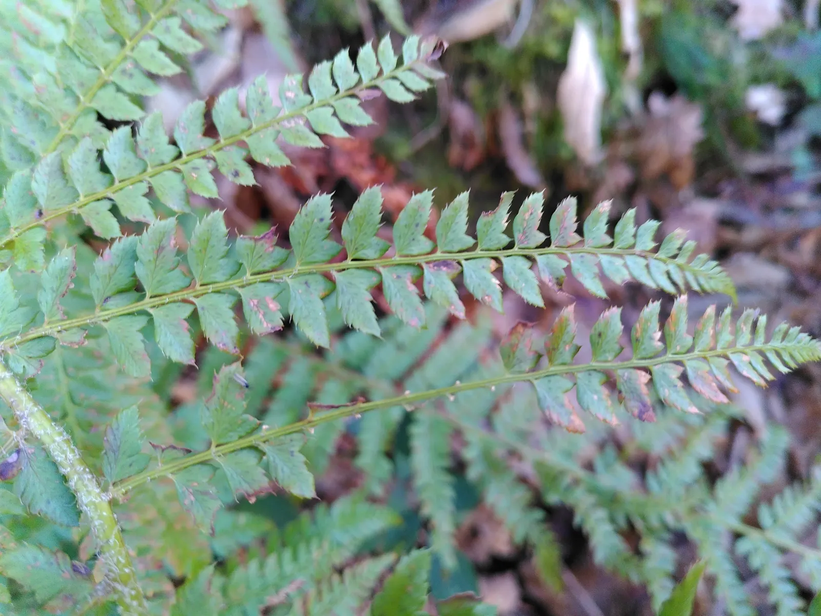 Alaska Fern (Polystichum Setiferum) — underplanting deciduous trees; although it tolerates a range of soil types, image 56