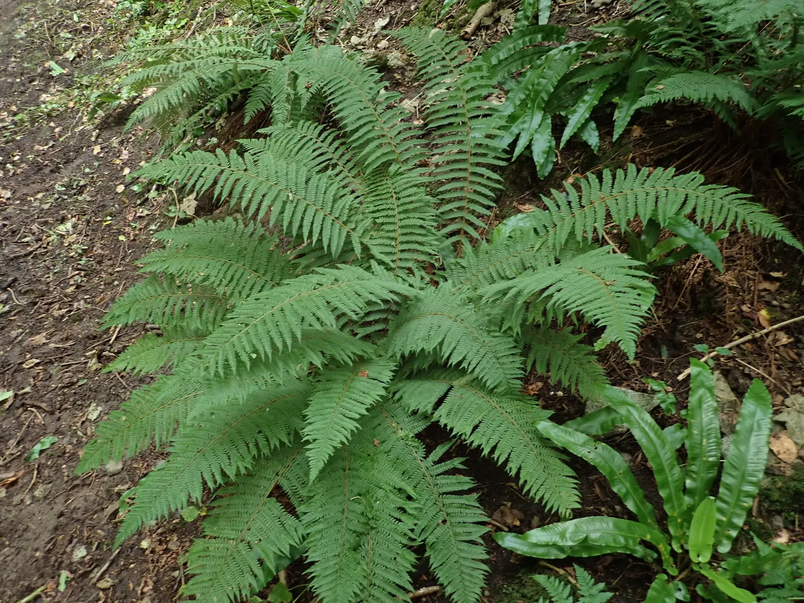 Alaska Fern (Polystichum Setiferum) — They are ideal for shaded borders; enriching woodland gardens with its feathery texture, image 76
