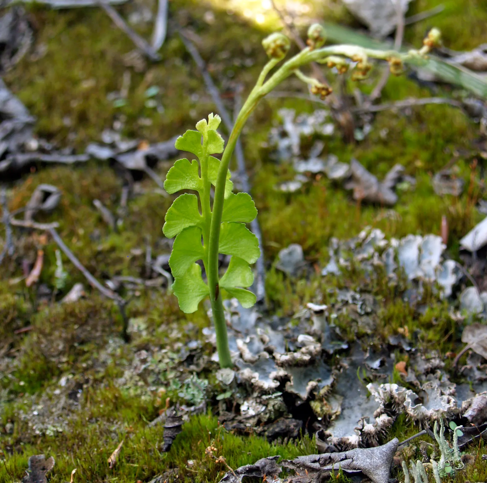 Alaska Fern (Polystichum Setiferum) — This species is renowned for its lush; the Alaska Fern is low maintenance, image 93