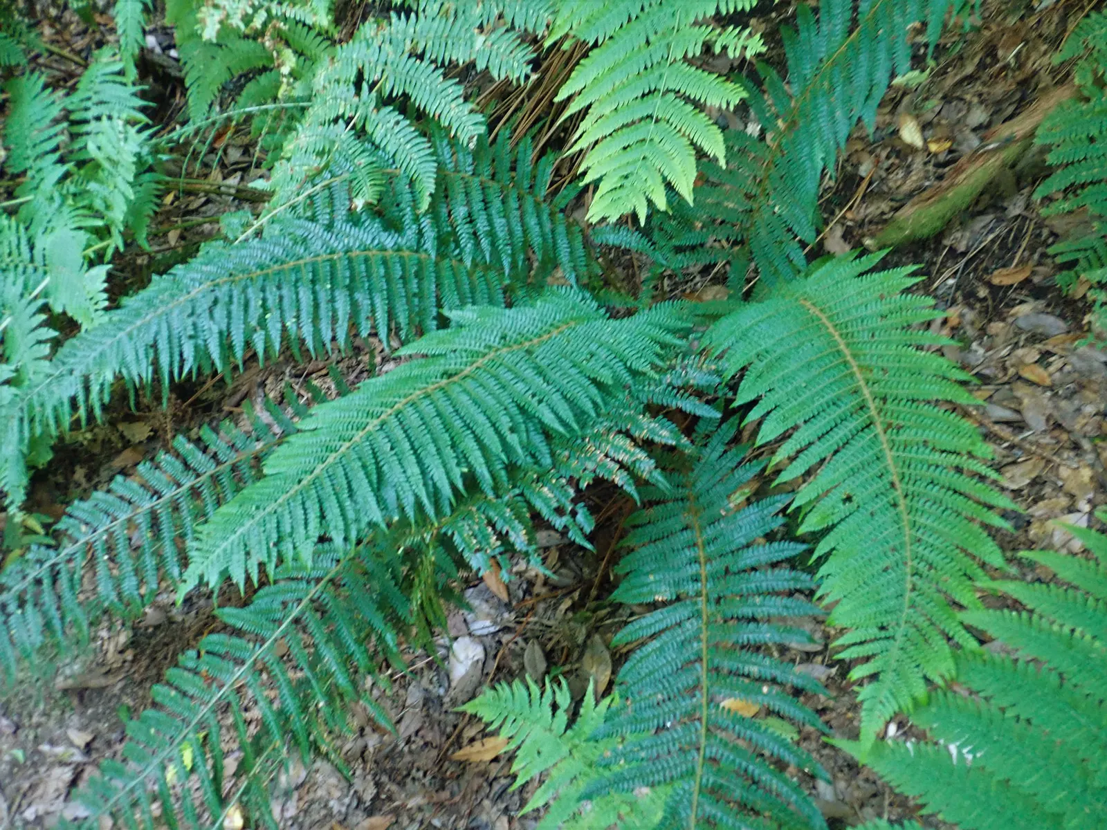 Alaska Fern (Polystichum Setiferum) — This species is renowned for its lush; the Alaska Fern is low maintenance, image 51