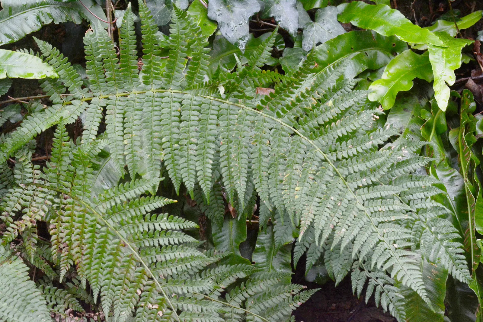 Alaska Fern (Polystichum Setiferum) — or as a complement to other shade-loving plants in a mixed bed; the Alaska Fern is low maintenance, image 78
