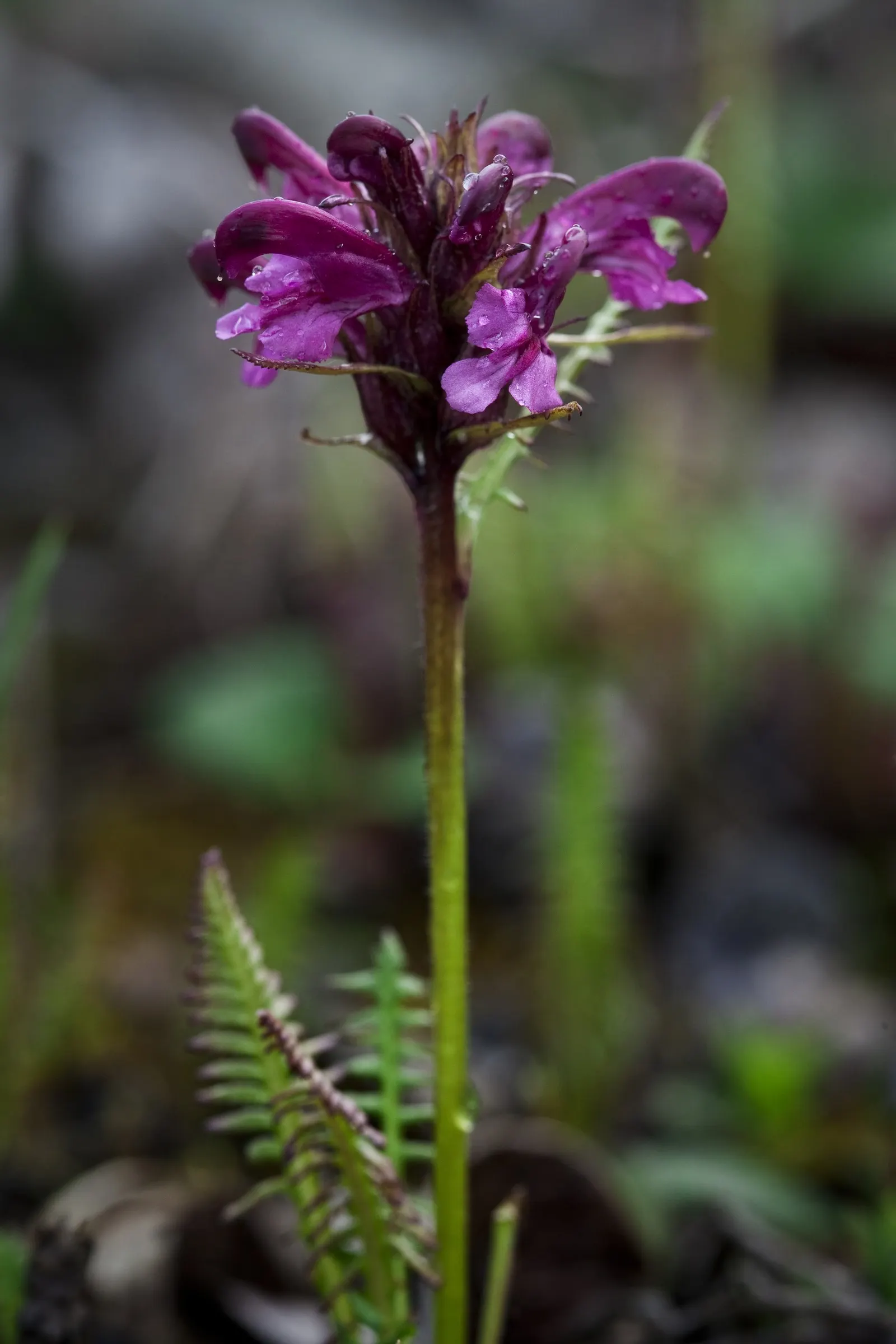 Alaska Fern (Polystichum Setiferum) — well-drained soil enriched with organic matter; enriching woodland gardens with its feathery texture, image 94