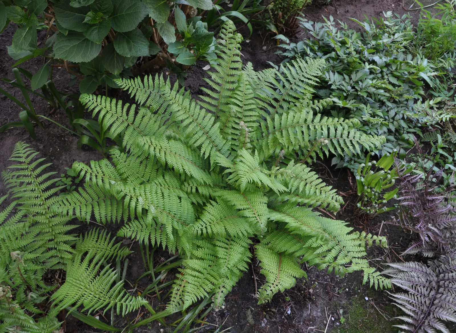 Alaska Fern (Polystichum Setiferum) — This fern's hardiness corresponds to USDA zones 5 through 8; the Alaska Fern is low maintenance, image 96