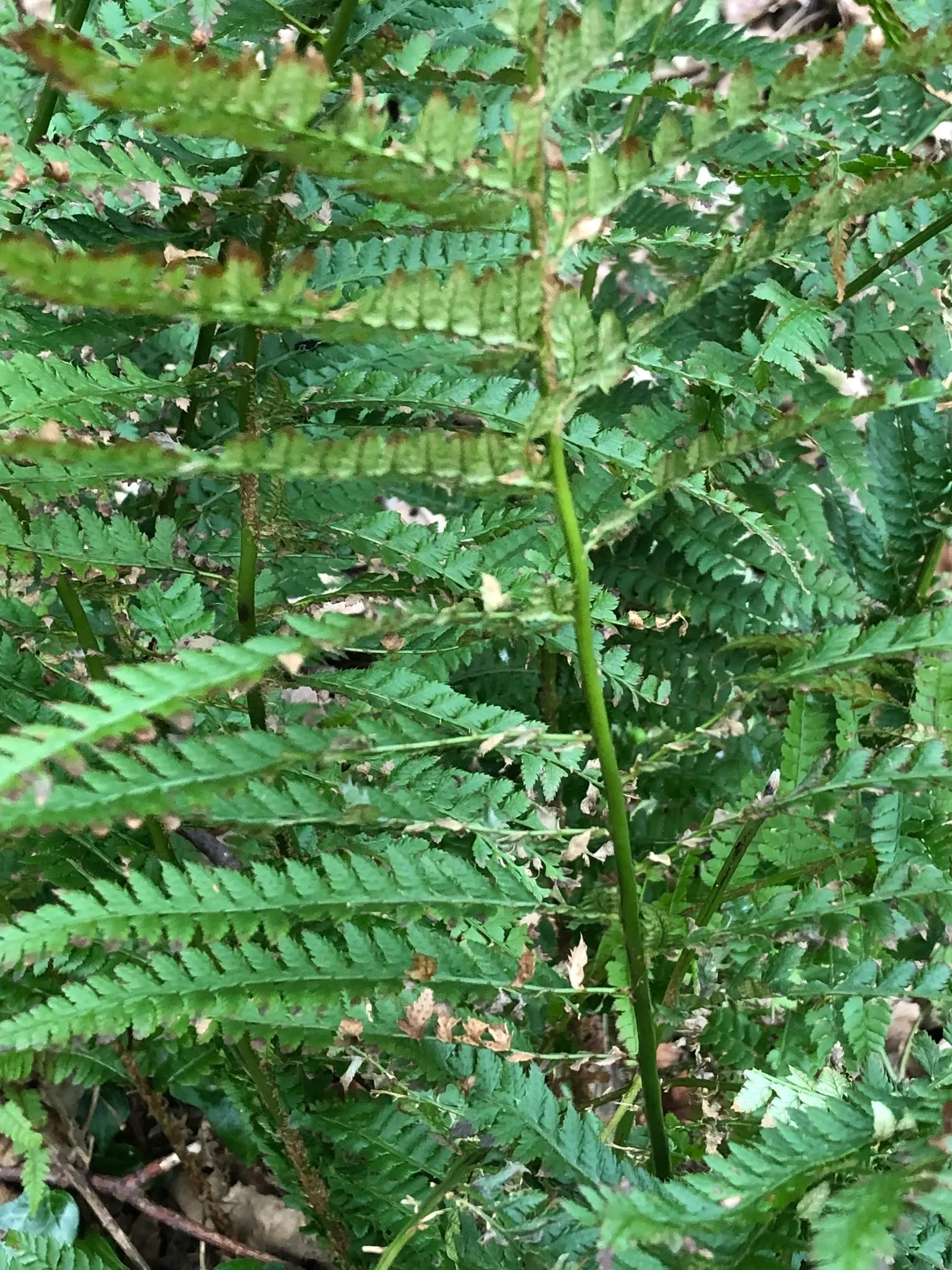 Alaska Fern (Polystichum Setiferum) — the Alaska Fern is low maintenance, image 60