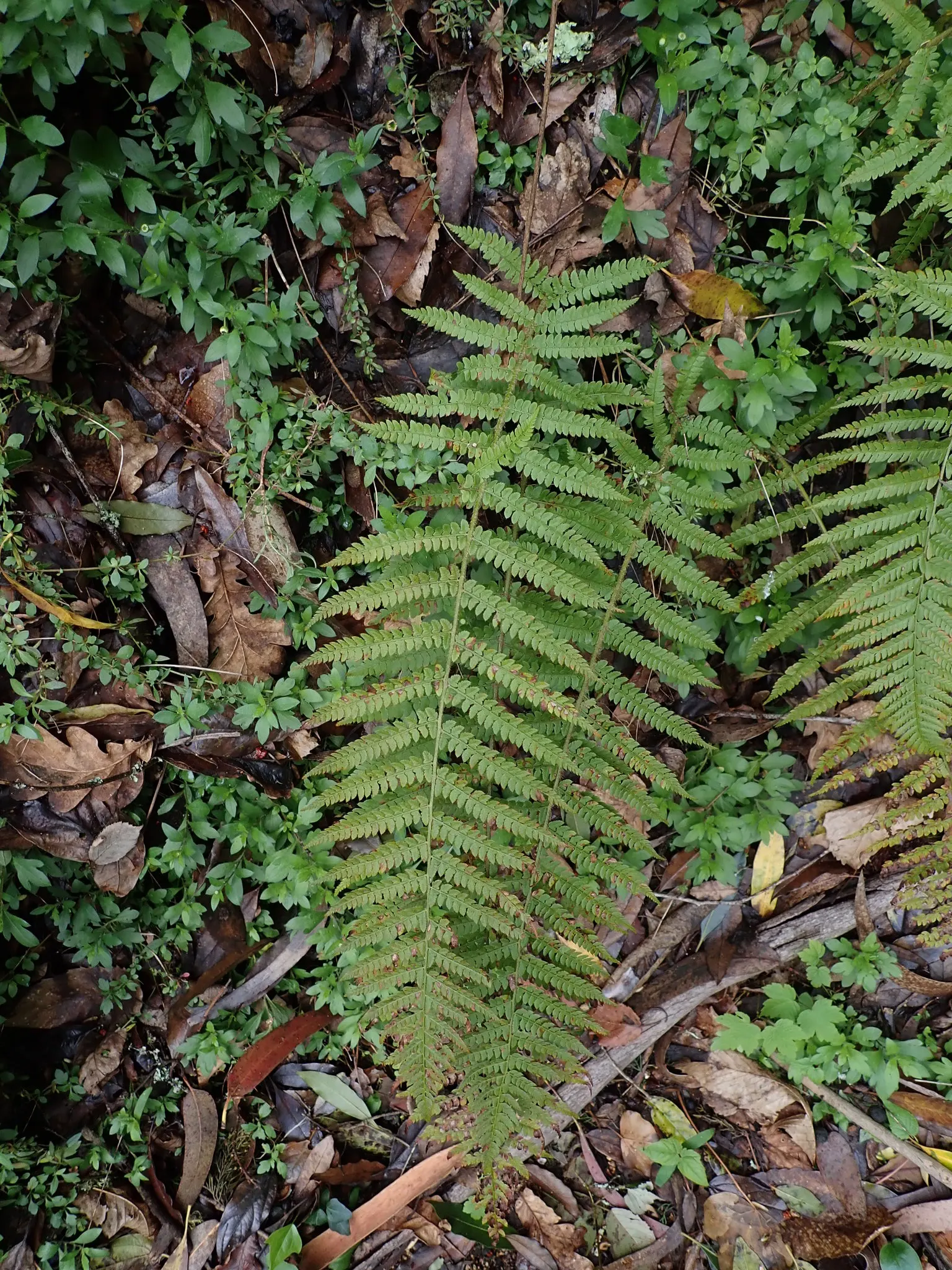 Alaska Fern (Polystichum Setiferum) — Hardy in zones 5-8, it's a robust addition providing year-round interest; although it tolerates a range of, image 89