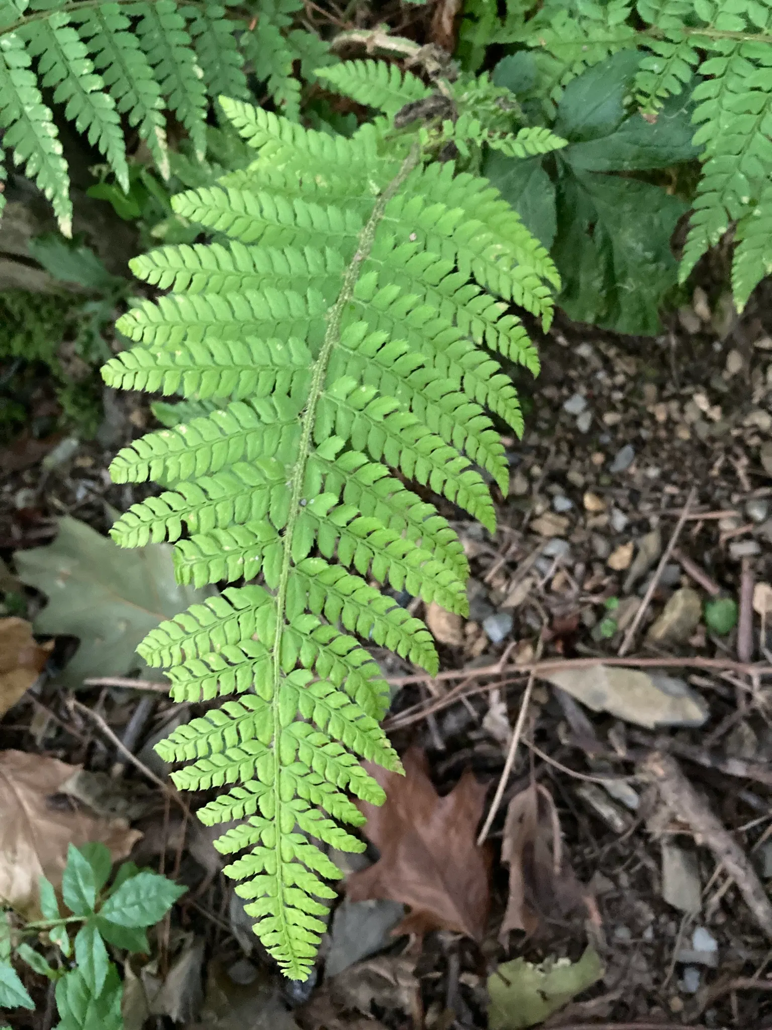 Alaska Fern (Polystichum Setiferum) — The cascading nature of its fronds also makes it suitable for use in terraced gardens or slopes; enriching, image 79