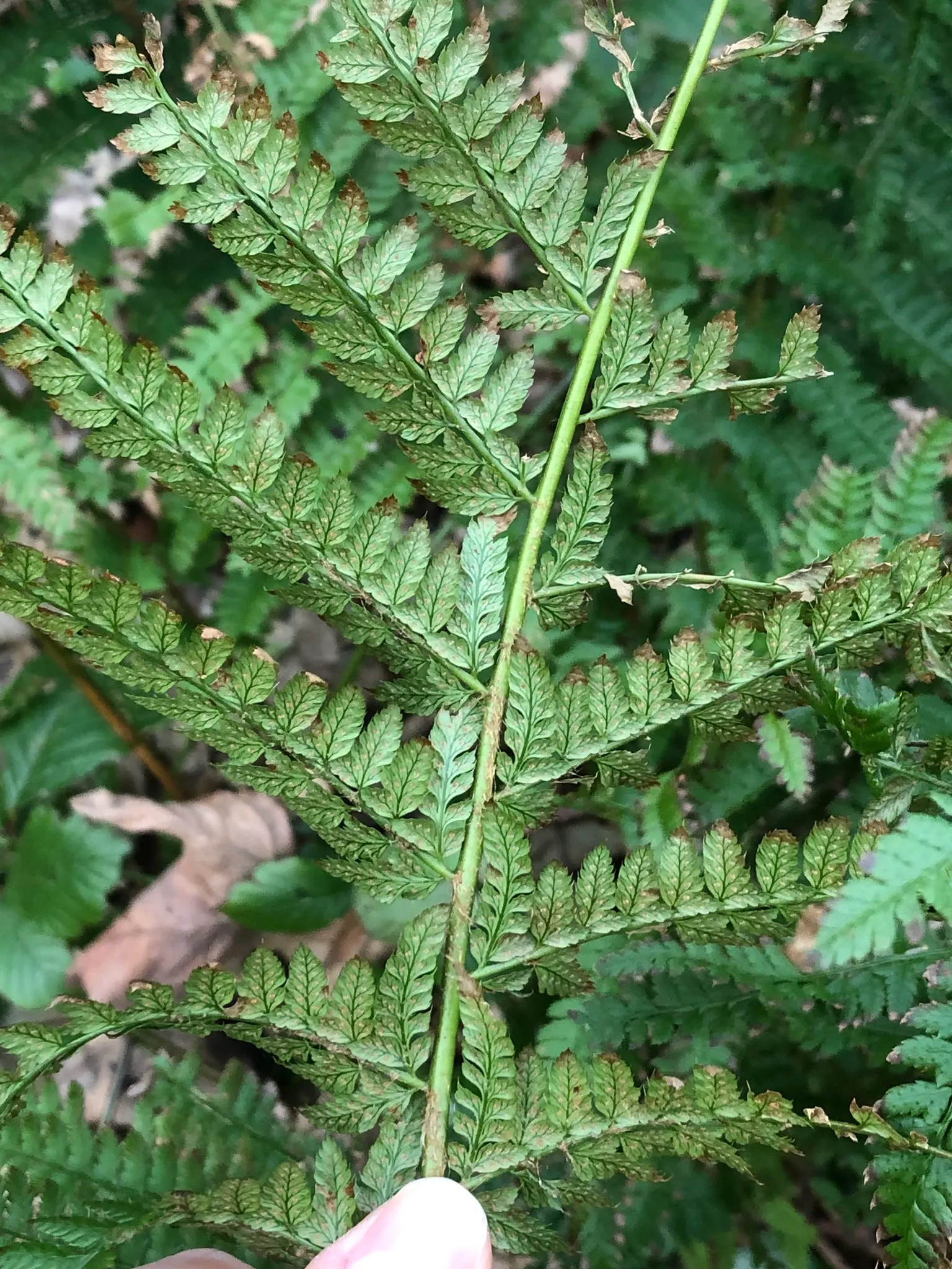 Alaska Fern (Polystichum Setiferum) — requiring minimal attention once established; enriching woodland gardens with its feathery texture, image 61