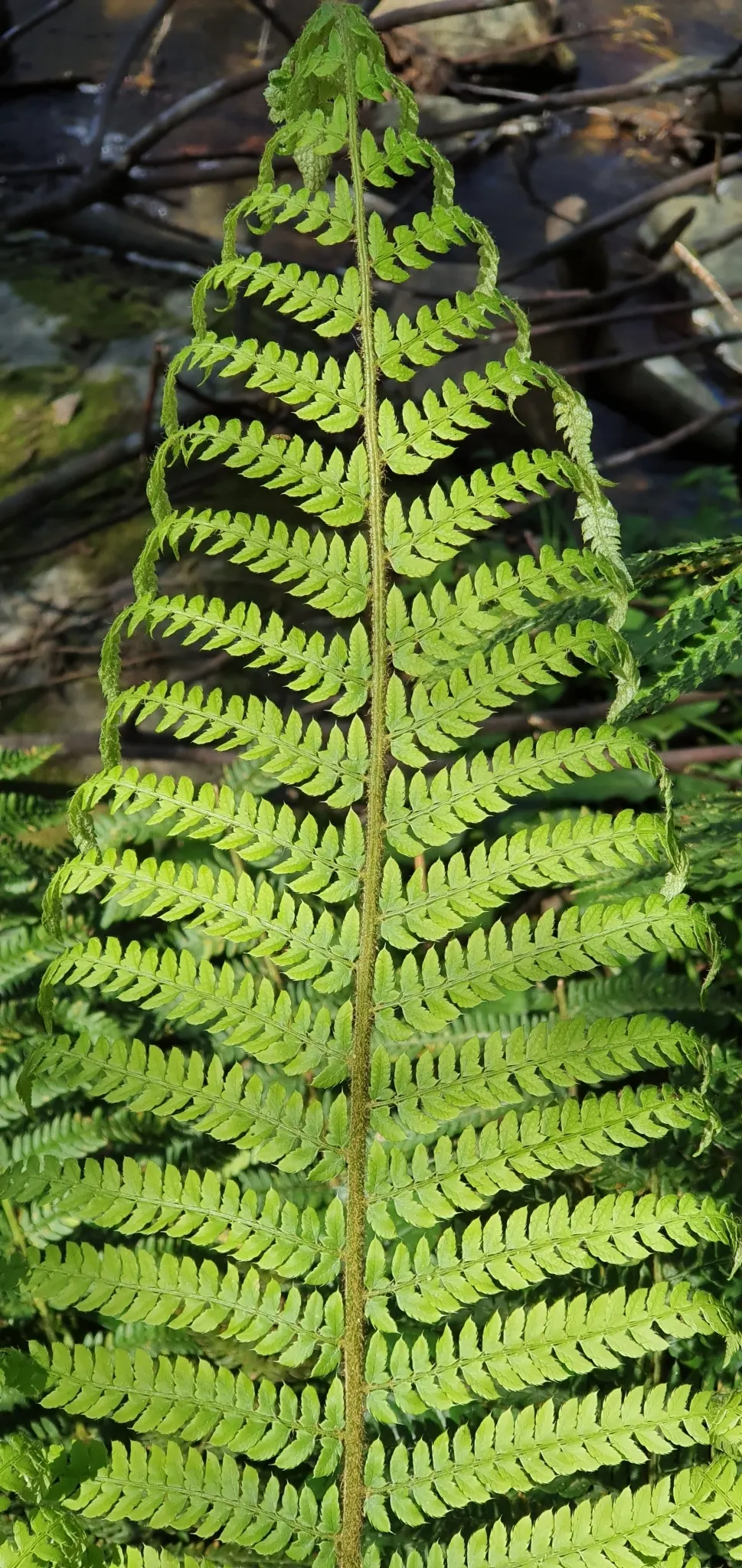 Alaska Fern (Polystichum Setiferum) — fern for deep shade or half or shade; the Alaska Fern is low maintenance, image 84