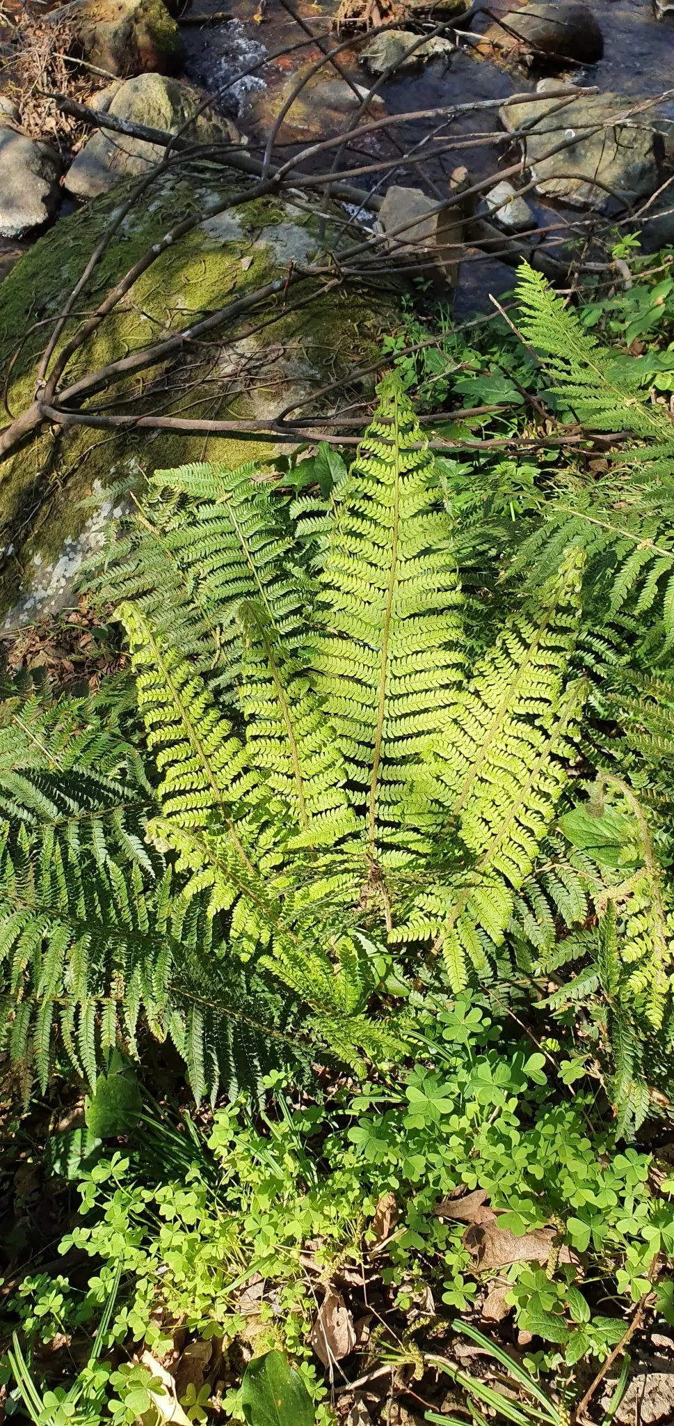 Alaska Fern (Polystichum Setiferum) — requiring minimal attention once established; enriching woodland gardens with its feathery texture, image 82
