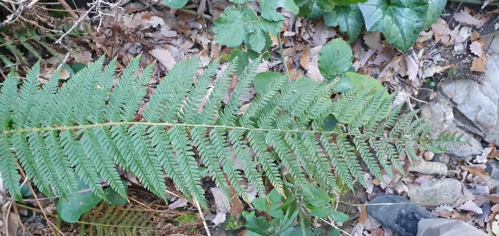 Alaska Fern (Polystichum Setiferum) — well-drained soil enriched with organic matter; enriching woodland gardens with its feathery texture, image 73
