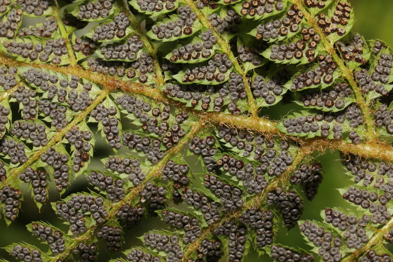 Alaska Fern (Polystichum Setiferum) — is a perennial fern recognizable by its lacy; enriching woodland gardens with its feathery texture, image 43