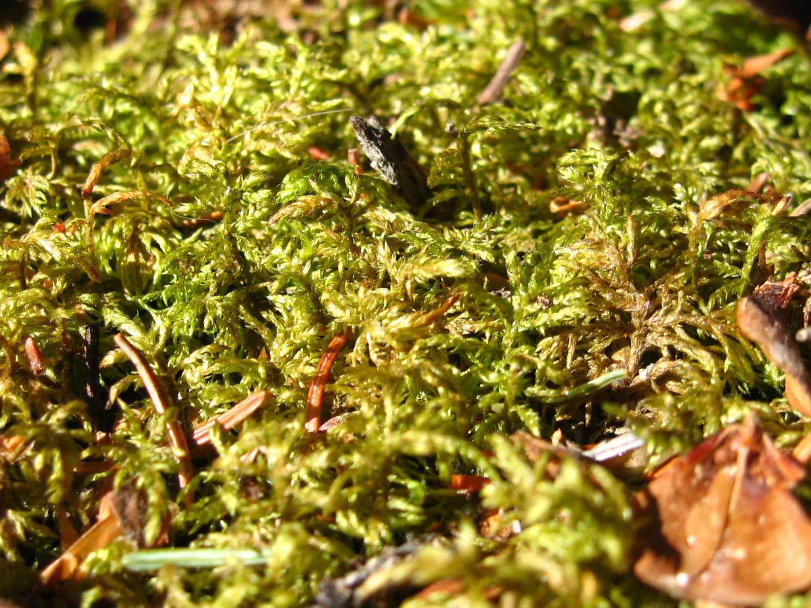 Alaska Fern (Polystichum Setiferum) — This fern's hardiness corresponds to USDA zones 5 through 8; the Alaska Fern is low maintenance, image 54