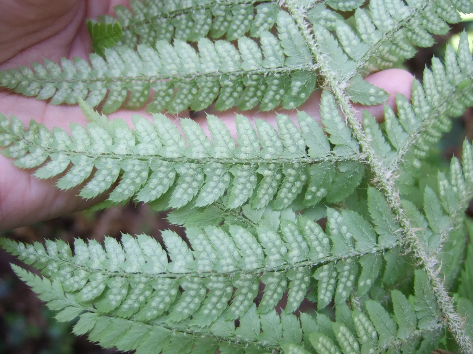 Alaska Fern (Polystichum Setiferum) — This species is renowned for its lush; the Alaska Fern is low maintenance
