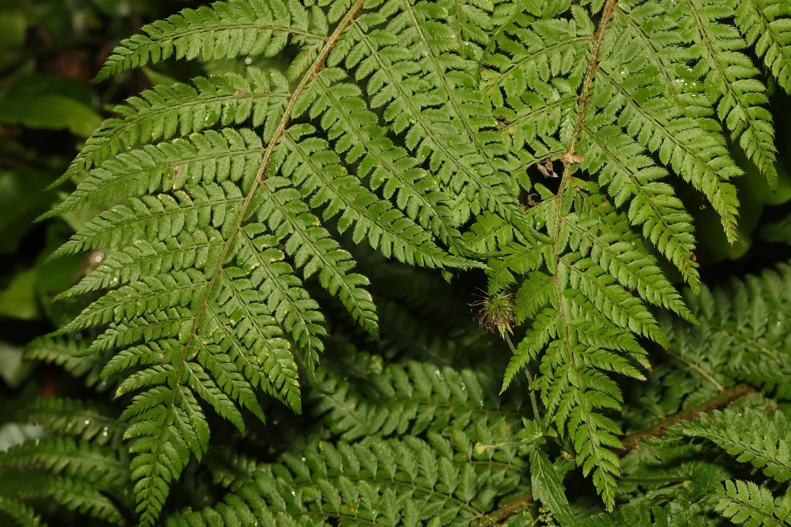 Alaska Fern (Polystichum Setiferum) — scientifically named Polystichum setiferum; enriching woodland gardens with its feathery texture, image 49