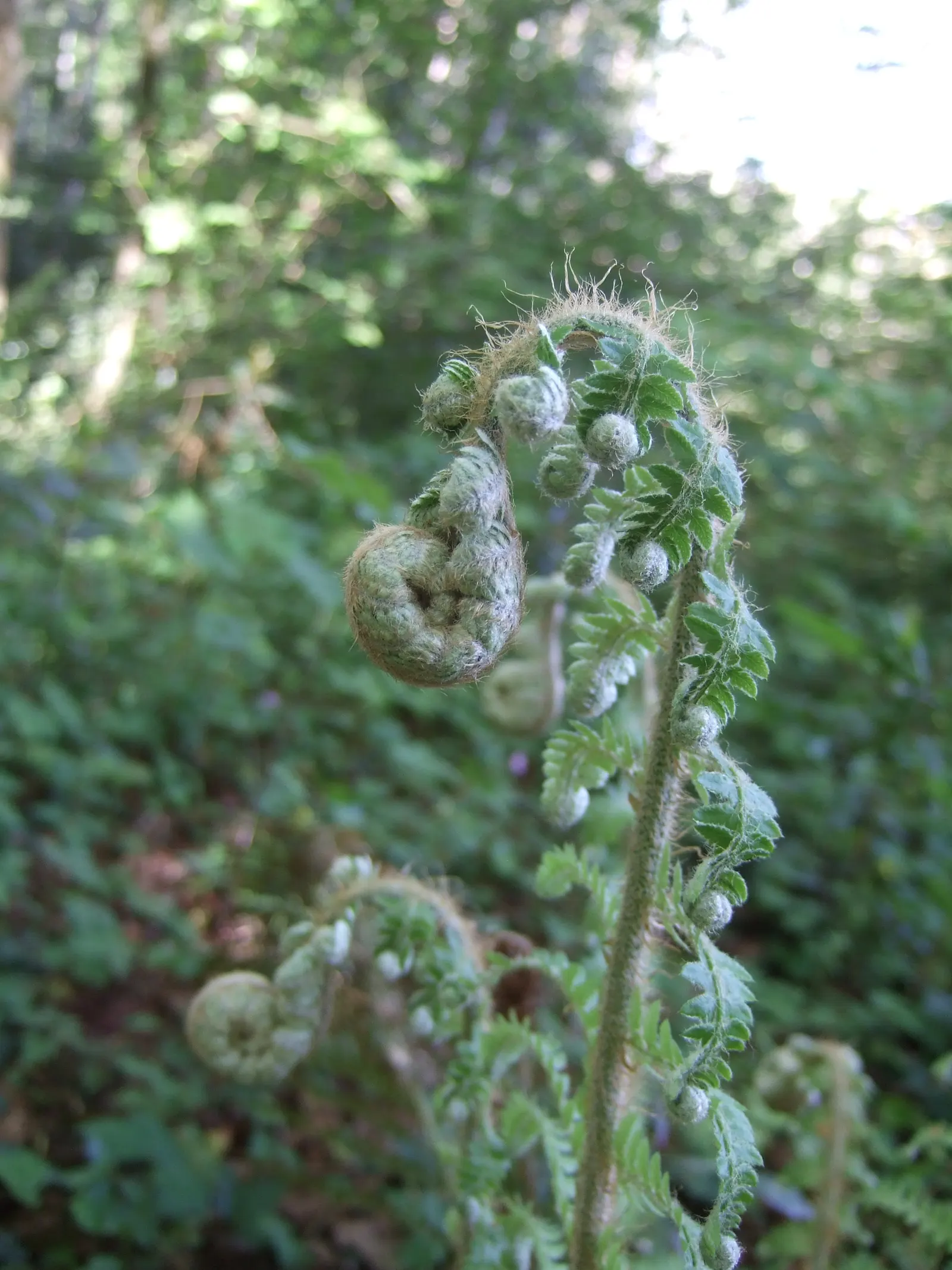 Alaska Fern (Polystichum Setiferum) — feathery fronds that provide textural contrast in garden landscapes; although it tolerates a range of soil types