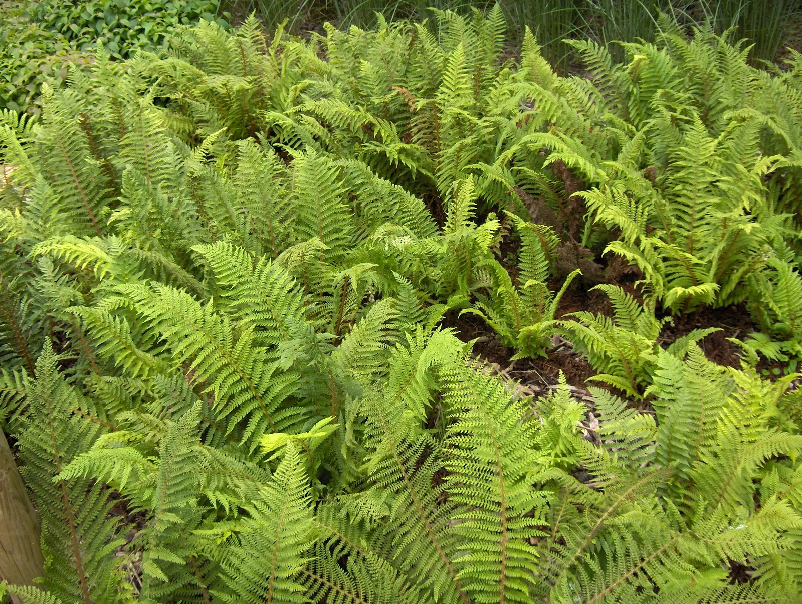 Alaska Fern (Polystichum Setiferum) — where it can assist in erosion control.<br><br>Aside from its ornamental value; although it tolerates a range of soil