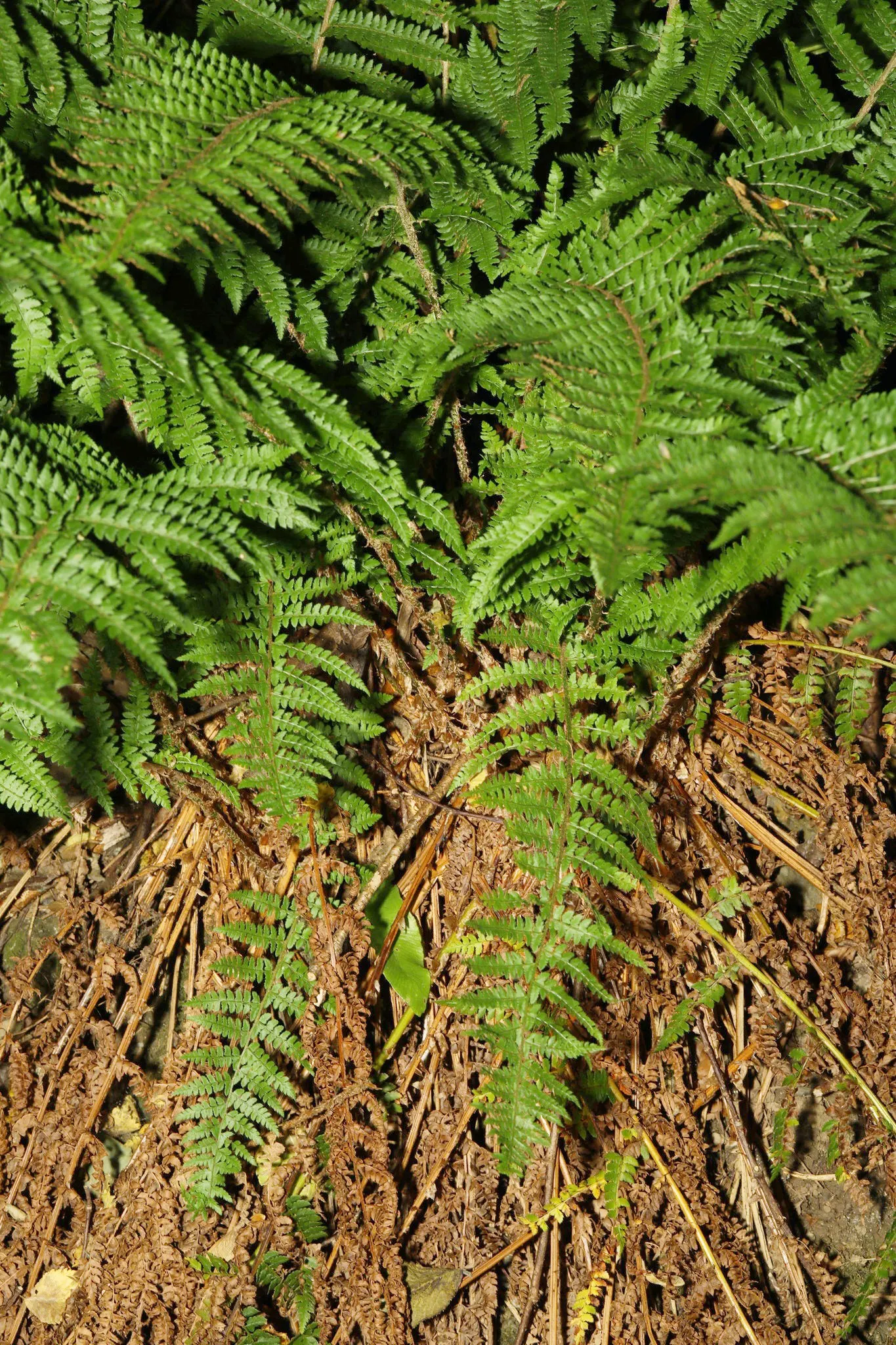 Alaska Fern (Polystichum Setiferum) — fern for deep shade or half or shade; the Alaska Fern is low maintenance