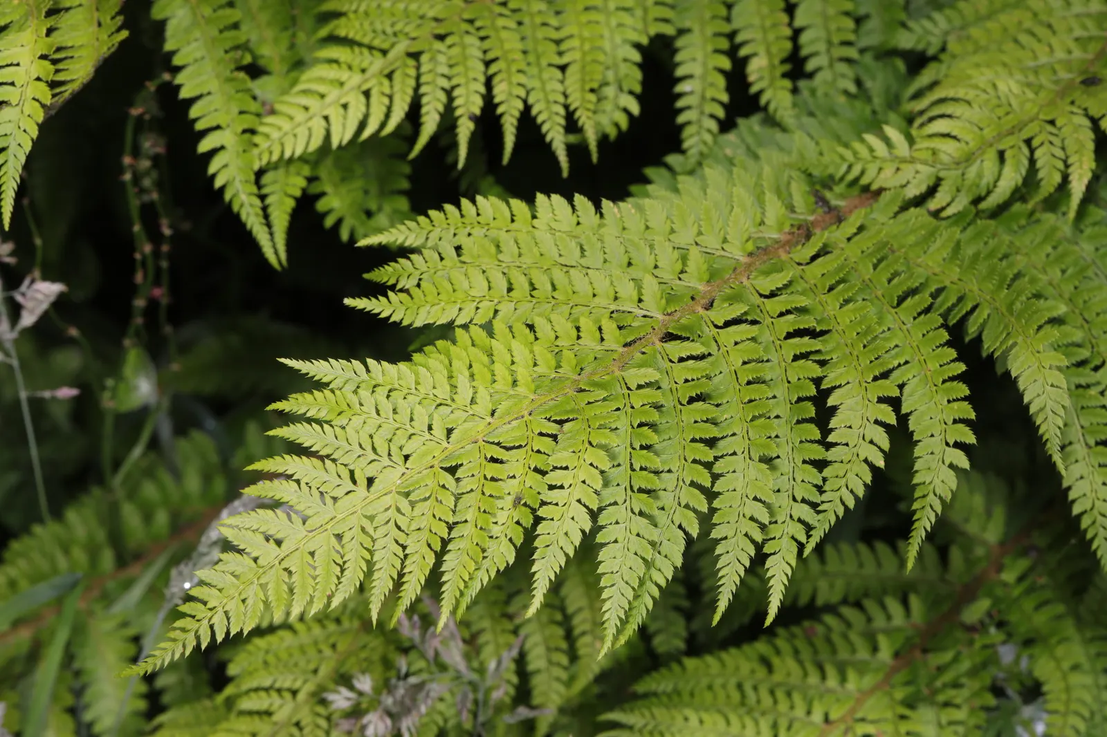 Alaska Fern (Polystichum Setiferum) — requiring minimal attention once established; enriching woodland gardens with its feathery texture