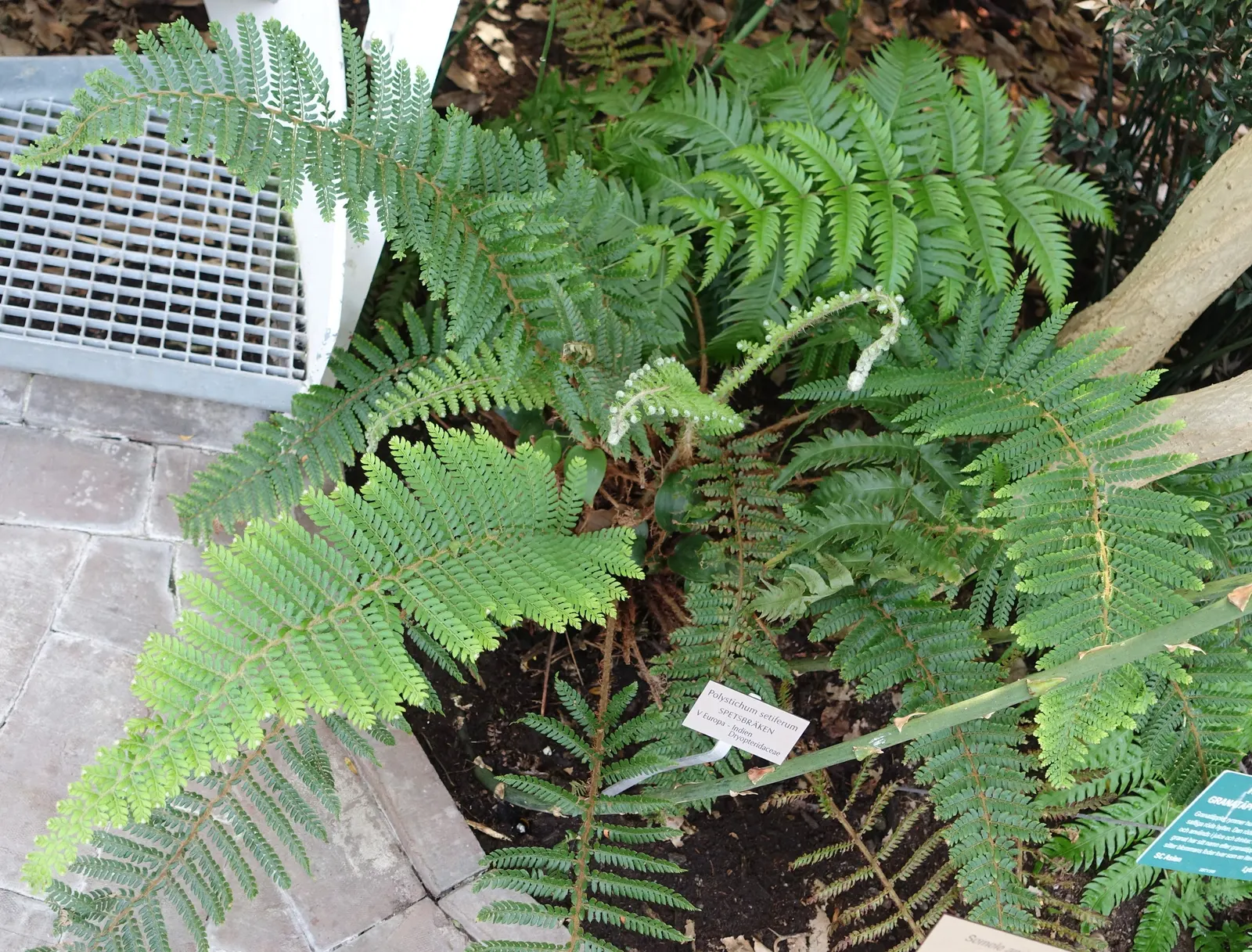 Alaska Fern (Polystichum Setiferum) — The cascading nature of its fronds also makes it suitable for use in terraced gardens or slopes; enriching woodland