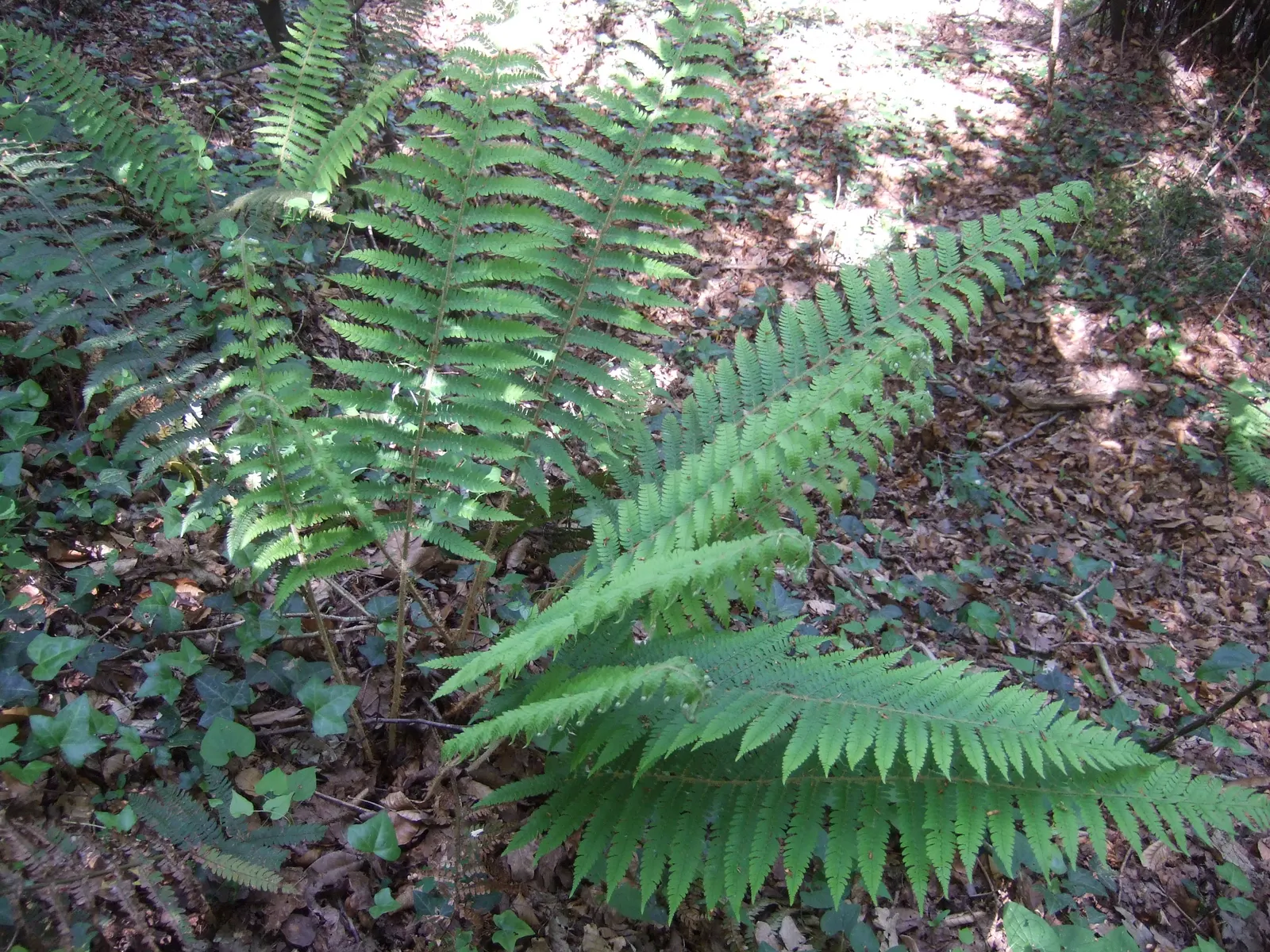 Alaska Fern (Polystichum Setiferum) — well-drained soil enriched with organic matter; enriching woodland gardens with its feathery texture