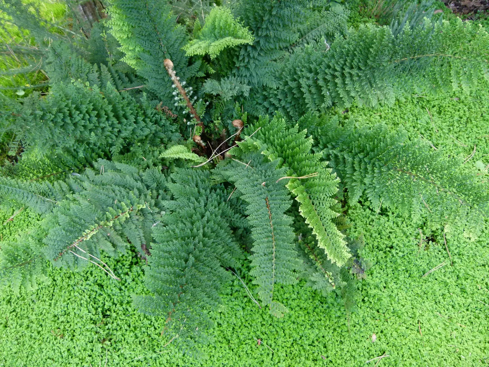 Alaska Fern (Polystichum Setiferum) — Hardy in zones 5-8, it's a robust addition providing year-round interest; although it tolerates a range of soil types