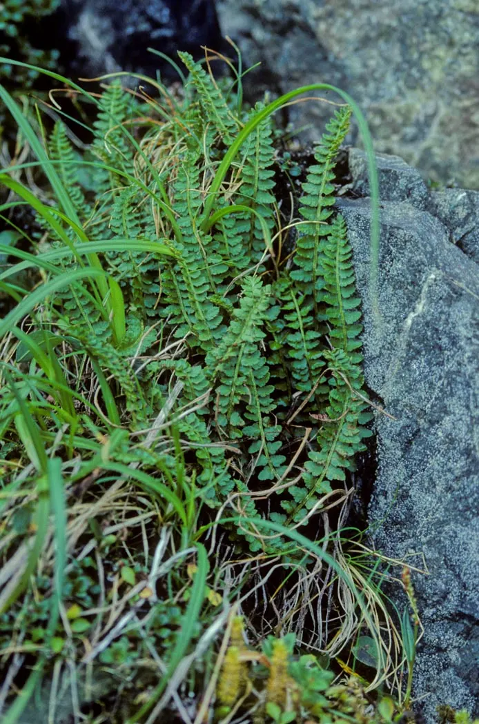 Alaska Fern (Polystichum Setiferum) — or as a complement to other shade-loving plants in a mixed bed; the Alaska Fern is low maintenance, image 57