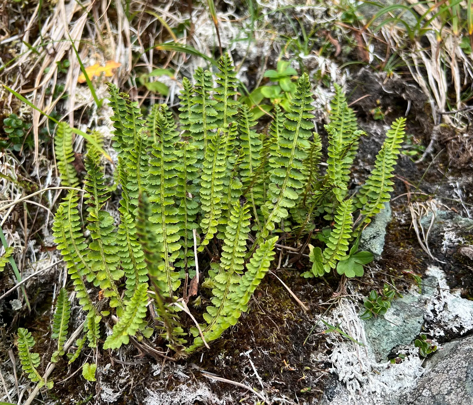 Alaska Fern (Polystichum Setiferum) — fern for deep shade or half or shade