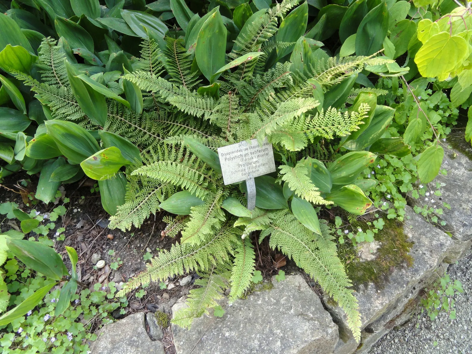 Alaska Fern (Polystichum Setiferum) — or as a complement to other shade-loving plants in a mixed bed; the Alaska Fern is low maintenance